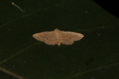 Cerynea trogobasis