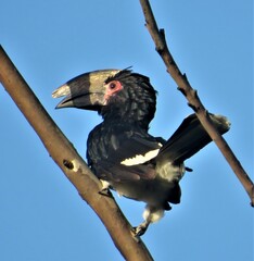 Bycanistes bucinator