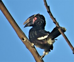 Bycanistes bucinator