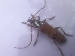 Strongylurus cretifer