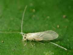 Caeciliusidae