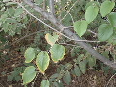 Gouania vitifolia