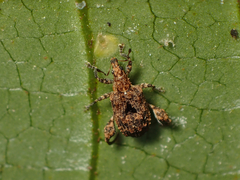 Pactola variabilis