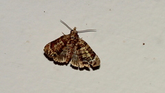 Chlumetia