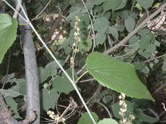 Gouania vitifolia