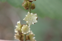 Gouania vitifolia