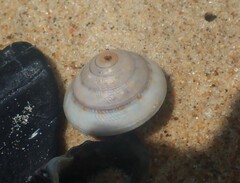 Adelphotectonica reevei