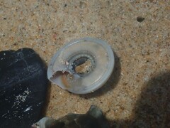 Adelphotectonica reevei