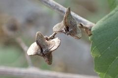 Gouania vitifolia