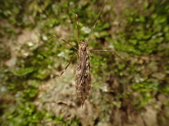 Austrolimnophila oculata
