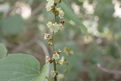 Gouania vitifolia