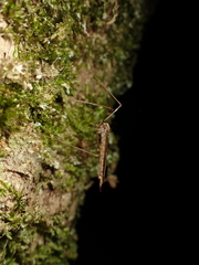 Austrolimnophila oculata
