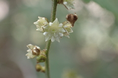 Gouania vitifolia