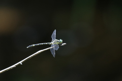 Austrogomphus amphiclitus