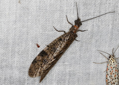 Archichauliodes guttiferus