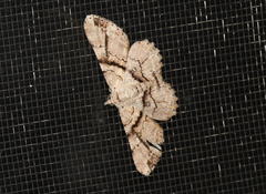 Cleora repetita