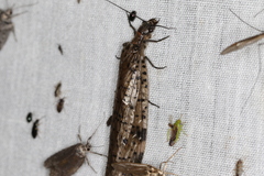 Archichauliodes guttiferus