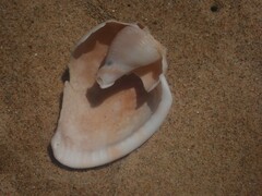 Phalium bandatum