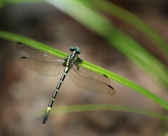 Austrogomphus amphiclitus
