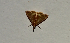 Clupeosoma pellucidalis