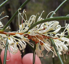 Hakea teretifolia