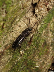Chaetosoma colossa