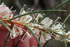 Hakea teretifolia