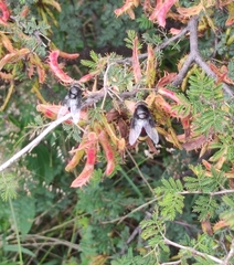 Mimosa aculeaticarpa