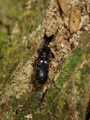 Chaetosoma colossa