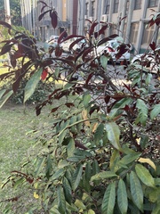 Excoecaria cochinchinensis