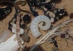 Spirula spirula
