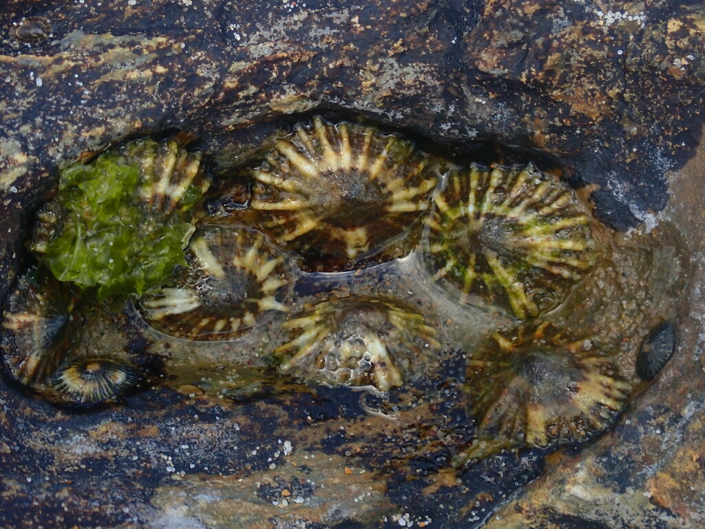 Siphonaria denticulata from Wenonah Head, NSW, Australia on January 19