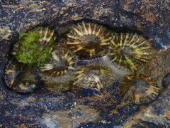Siphonaria funiculata