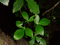 Pseudopanax colensoi