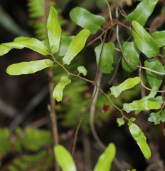 Lygodium reticulatum