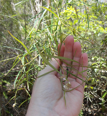 Grevillea linearifolia