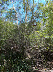 Grevillea linearifolia