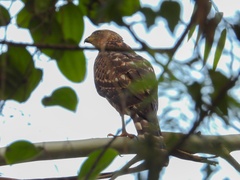 Accipiter melanoleucus