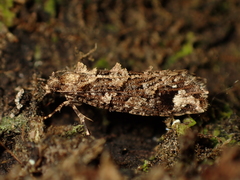 Lysiphragma epixyla