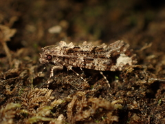 Lysiphragma epixyla