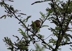 Acrocephalus dumetorum