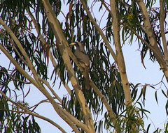 Ocyceros birostris