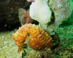 Hippocampus abdominalis