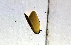 Earias