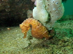Hippocampus abdominalis