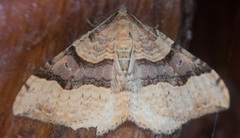 Xanthorhoe