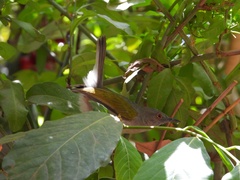 Camaroptera brachyura