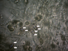 Ramaria flavigelatinosa