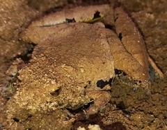 Microhyla berdmorei