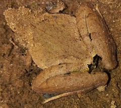 Microhyla berdmorei